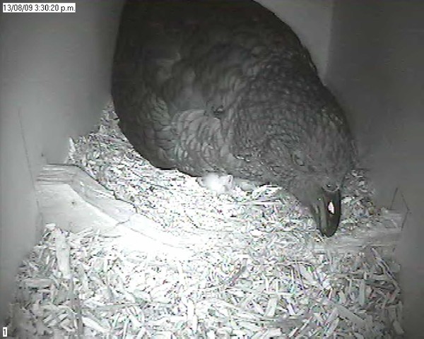 First chick under adult - Black & white still images taken from the camera footage